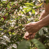 PEACH PERFECT - El Paraiso Sugar Cane Decaf