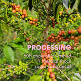 Las Flores Anaerobic washed + thermal shock sugar cane decaf