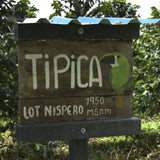 Typica Decaf Los Nogales