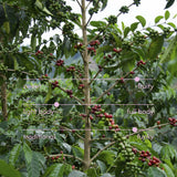 fruity coffee with light body and funky notes